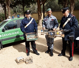 Palermo, blitz dei carabinieri al Ballarò, sequestrati e liberati 20 cardellini