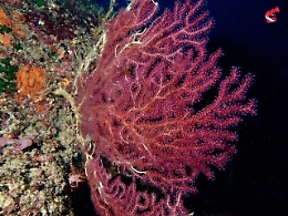 Il Giardino subacqueo di Catania in forte sofferenza