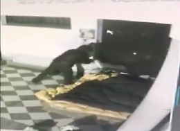 Palermo, il clochard è stato bruciato vivo: caccia all'assassino ripreso dalla videosorveglianza