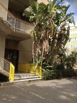 Preoccupazione alla Pizzigoni per albero di banane da potare