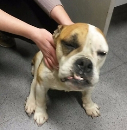 L'Enpa denuncia il Comune di Belpasso: "Non ha soccorso un randagio ferito"