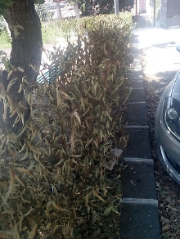 Aci Bonaccorsi, il verde pubblico secca per mancanza di irrigazione