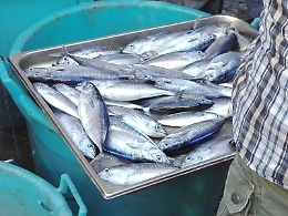 Pesce tenuto in cattivo stato di conservazione: denunciato un pescivendolo