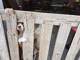Catania, cani senza cibo e con acqua putrida