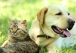 Vacanze di Pasqua in agriturismo per famiglie con cani e gatti