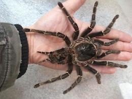 Ragno pi&ugrave; vecchio del mondo morto in Australia per una puntura di vespa