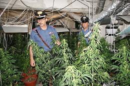 Misilmeri, in un casolare abbandonato una piantagione di marijuana