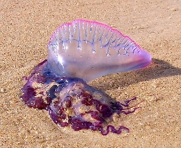 Meduse, allarme in Sicilia: avvistate specie pericolose