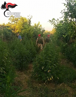 Centuripe, scoperta piantagione di cannabis, arrestati due catanesi