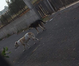 Troppi cani abbandonati in estate: a Vaccarizzo è emergenza randagi