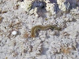 Colonie di vermocane sulle coste ripostesi: allarme tra i bagnanti
