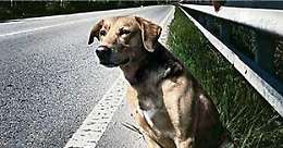 La campagna del Comune di Catania contro l'abbandono degli animali