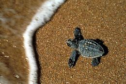 Schiusa delle uova di Caretta caretta a Priolo Gargallo: è la prima volta