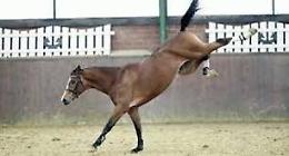 Avola, cavallo lo scalcia alla gola: giovane salvo in extremis a Catania