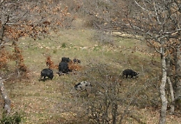 I pascoli sui Nebrodi affare di mafia, 14 in manette tra Bronte e Tortorici