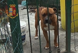 S.G. Galermo, canile abusivo al posto delle aiuole: salvati 11 cani