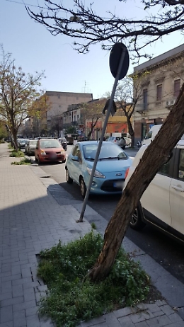 Alberi e pali della segnaletica pericolosi in viale M. Rapisardi a Catania
