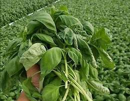 Dal basilico “I-tech” all'orto matto,  i siciliani che hanno scommesso (e vinto) sulla loro terra