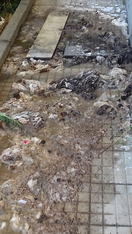 Nesima, Via Santo Cantone: fogna a cielo aperto da 155 giorni