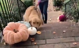 Golden Retriever, due "amici" si incontrano: ed è festa!