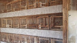 Catania, il Far West nell'Oasi del Simeto, reati ambientali, truffa e animali maltrattati