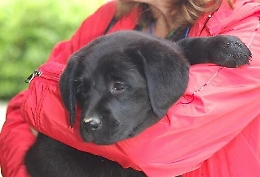 Trapani, entra in Comune con il cagnolino in braccio: multata dai vigili