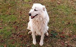 Cane sequestrato in Trentino perchè abbaia troppo: 80.000 firme per liberarlo