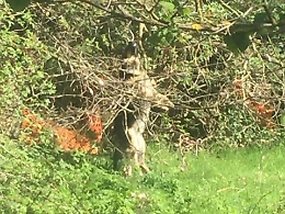 Bronte, impiccano cane: &egrave; caccia agli "animali"