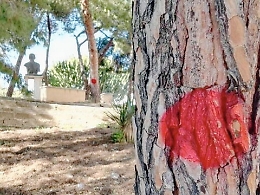 Agrigento, alberi pericolosi in città: no alla rasatura selvaggia