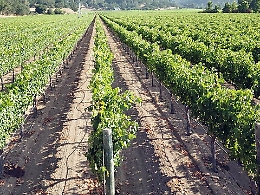 Vendemmia in Sicilia, produzione in calo ma cresce la qualità