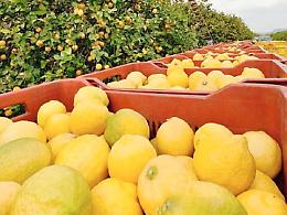 Il limone in Sicilia, una storia lunga mille anni