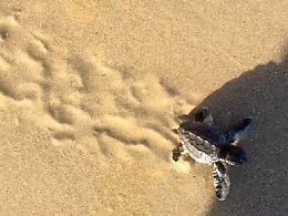 Tartarughe in spiaggia, balene e foche: le meraviglie del mare da ammirare in estate in Sicilia