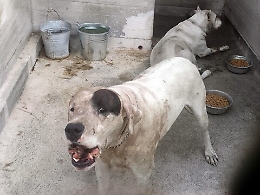 Bimbo ucciso dai cani a Mascalucia, venerdì il primo interrogatorio della madre