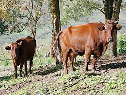 Allarme carbonchio bovini, l' Izs:  gli animali affetti  sono tre