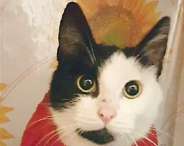 Le buone "zie" etnee dei gattini randagi