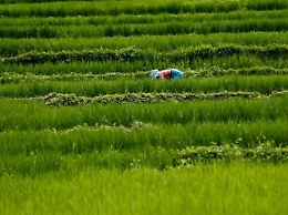 "Il decreto dell'assessore Scilla danneggia i gruppi di azione locale della Sicilia"