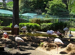 Al via sgombero degli animali dal Parco di Palazzo d'Orleans