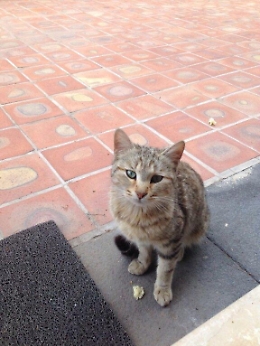 Micio fedele al padrone morto. Da tre settimane lo attende al centro diurno