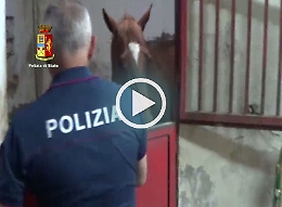 Catania, blitz di Polizia e Asp a S. Cristoforo Sequestrata stalla «lager» e tre cavalli