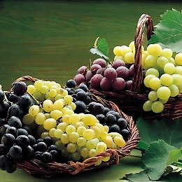 Gela capofila nella coltivazione di uva con tecnica idroponica