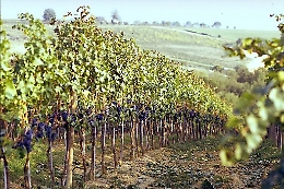 Sicilia, calo del 15% della vendemmia ma la qualità sarà ancora migliore