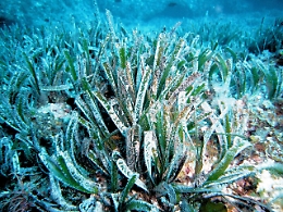 Pachino: posidonia oceanica utilizzata come concime