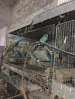 Trapani, canarini e pappagalli stipati in gabbie: un denunciato