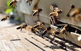 Assalito e punto da un centinaio di vespe, grave un agricoltore nel Palermitano