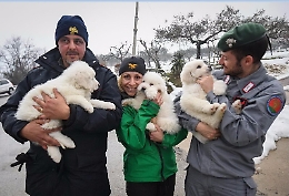 Tragedia Rigopiano, salvi tre cuccioli dell'hotel