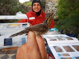 San Gregorio, la riserva di Immacolatelle si conferma tappa delle migrazioni degli uccelli