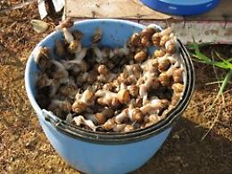 Quando le lumache possono essere un business