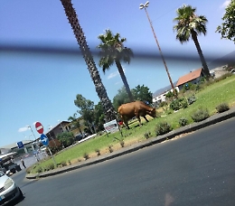 A Paternò la mucca "pascola" in città
