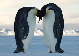 Pinguini imperatore rischiano estinzione entro 2100