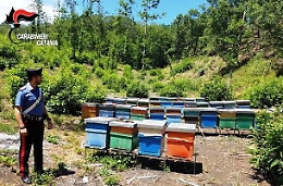 Milo, multa "salata" per apicoltore: aveva 48 arnie abusive